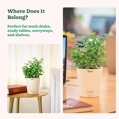 Jade Feng Shui Plant (1 piece plant)