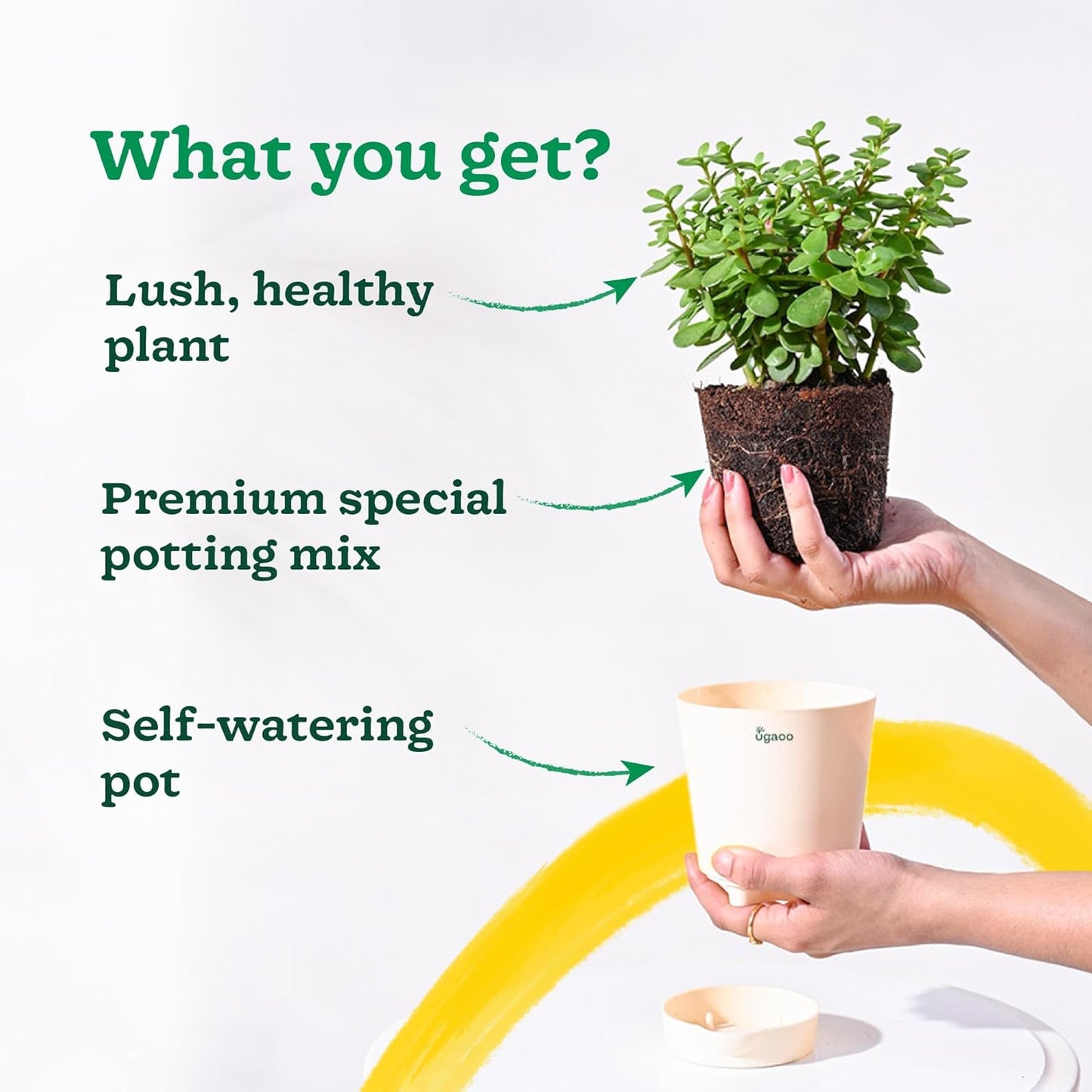 Jade Feng Shui Plant (1 piece plant)