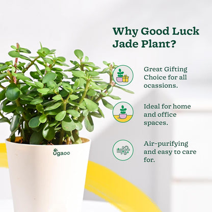 Jade Feng Shui Plant (1 piece plant)