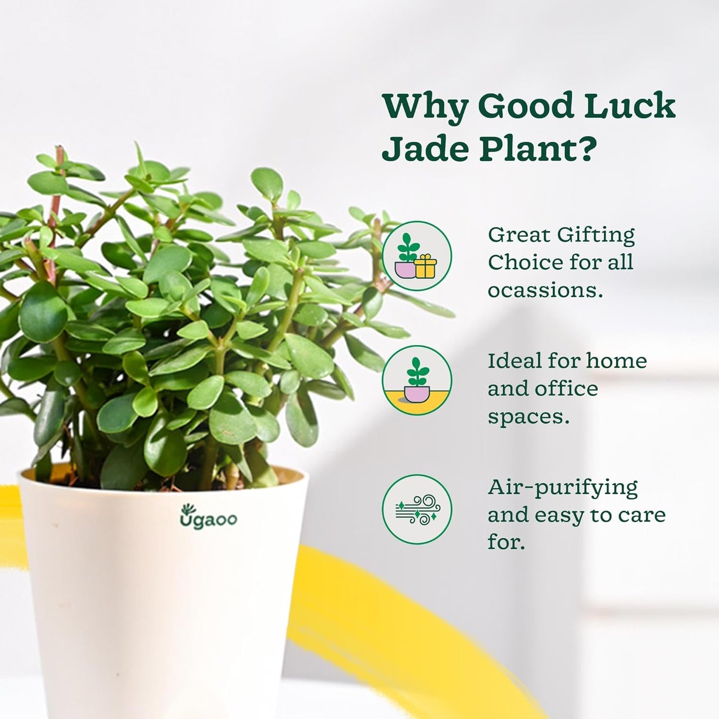 Jade Feng Shui Plant (1 piece plant)