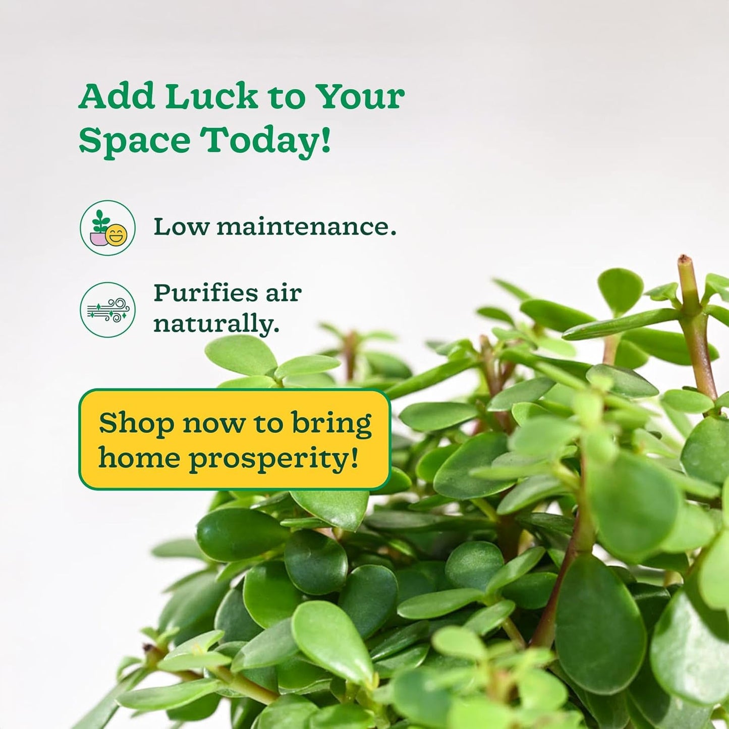 Jade Feng Shui Plant (1 piece plant)