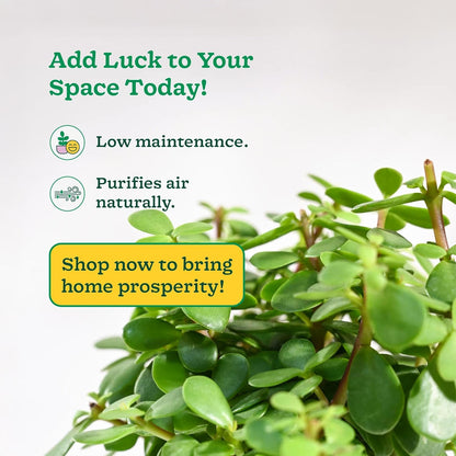 Jade Feng Shui Plant (1 piece plant)