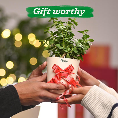 Jade Feng Shui Plant (1 piece plant)