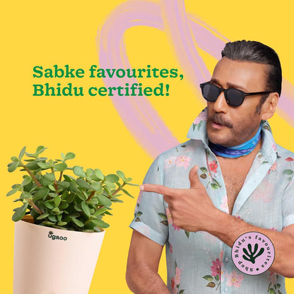 Jade Feng Shui Plant (1 piece plant)