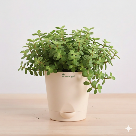 Jade Feng Shui Plant (1 piece plant)